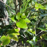 7. Securinega durissima - Bois dur-Corce rouge - Euphorbiacées > Phyllanthaceae- Indigène à La Réunion, à Maurice, à Madagascar.jpeg
